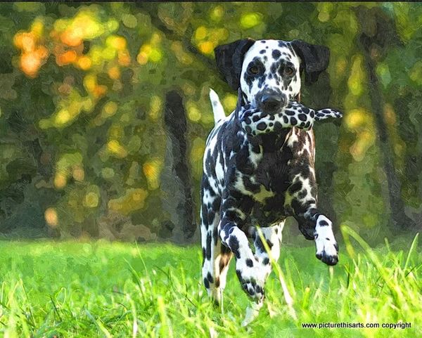 No 54. Dalmatian play fetch.