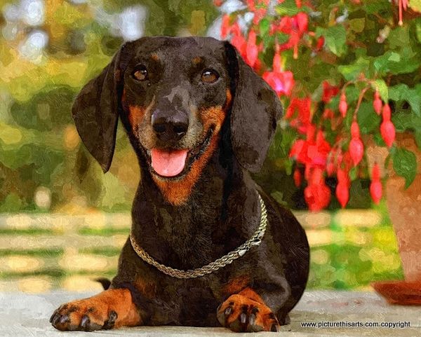No 55. Dachshund and freesia.