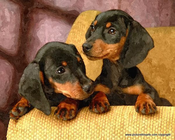 No 56. Dachshund pup's.