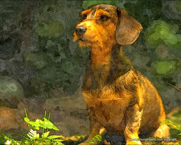 No 57. Dachshund in the garden.
