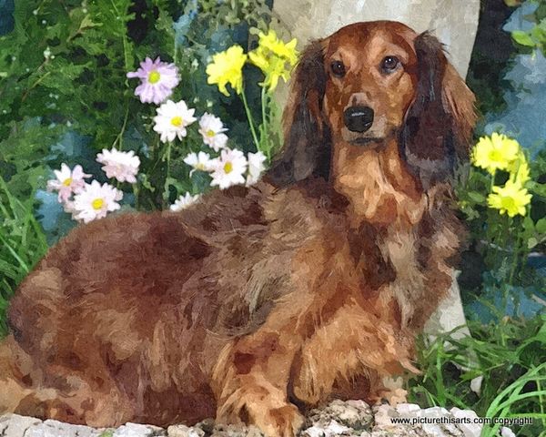No 59. Dachshund with flowers.