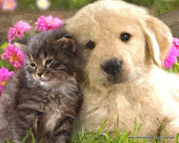 No 61. Best Buddies.