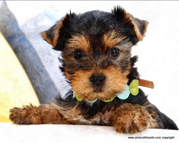 No 63. Yorkie puppy.