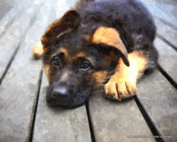 No 64. Alsatian resting on decking.