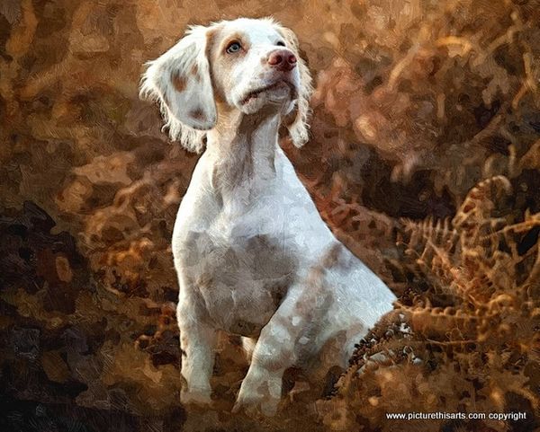 No 6. Springier spaniel.