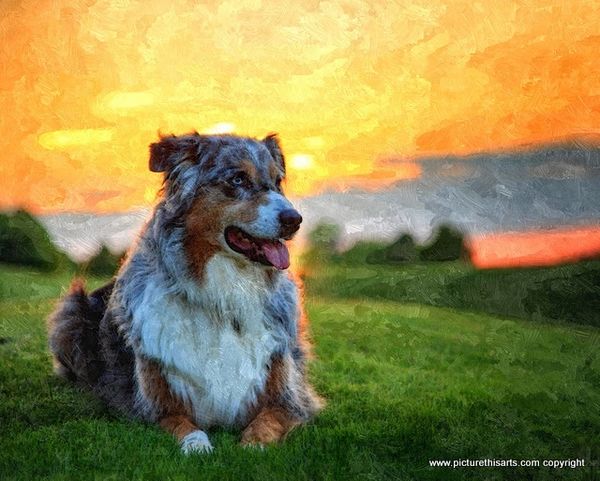 No 7. Collie sunset.