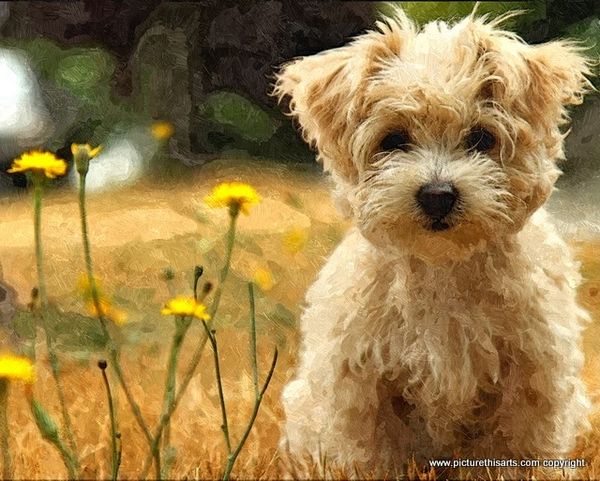 No 8. Puppy in the grass.