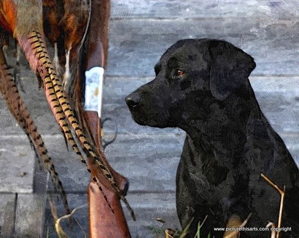 No 4. Black lab gun dog.