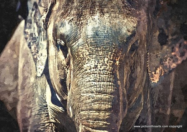 No 5. Elephants close up.