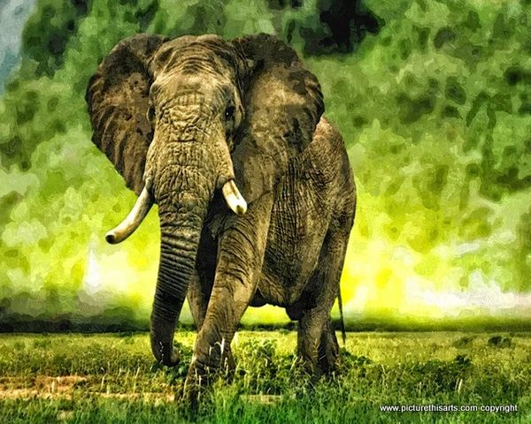 No 6. Elephant in the watering hole.