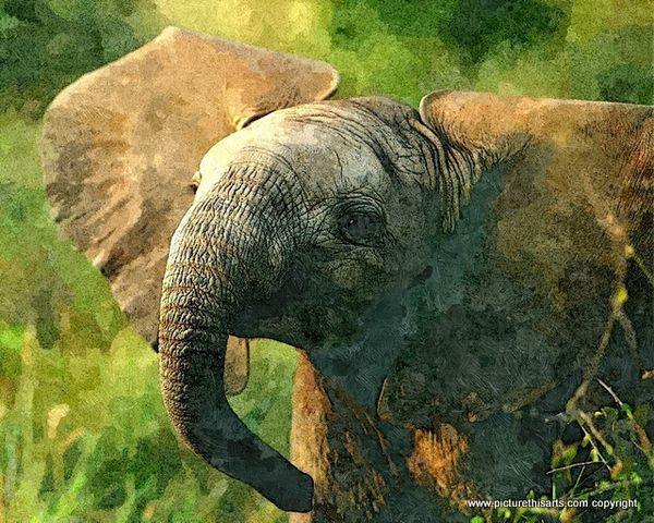 No 8. Baby Elephant close up.