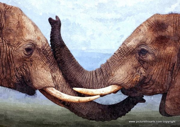 No 3. Elephants embrace.