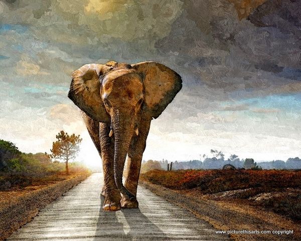 No 4. Elephant on the highway.