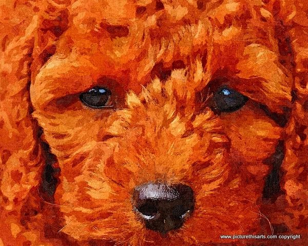 No 65. Red poodle.