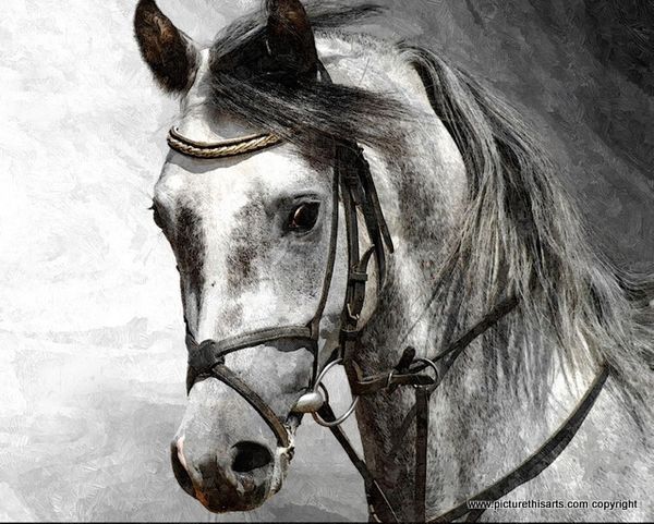 No 22. The Gray portrait.