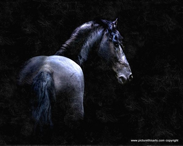 No 30. The Black Stallion.