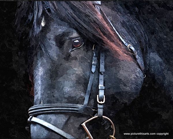 No 32. Black Horse with bridle portrait.