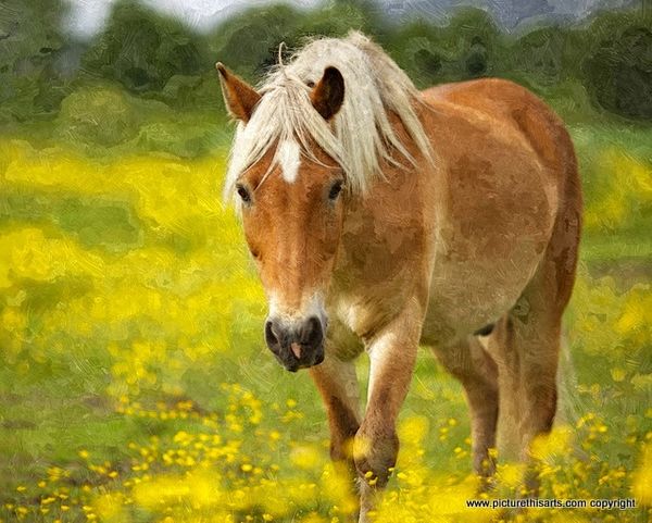 No 36. Horse in the yellow field.