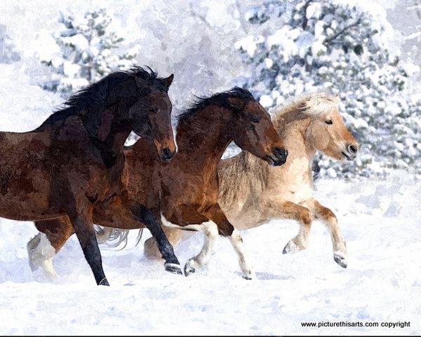 No 37. Prancing through the snow.