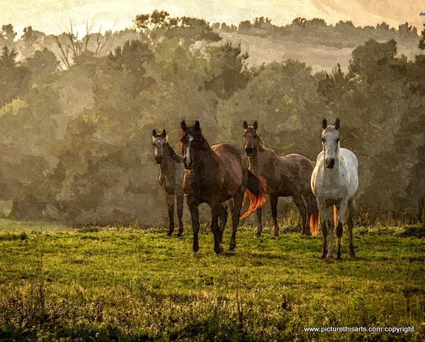 No 38. Horses on the common.