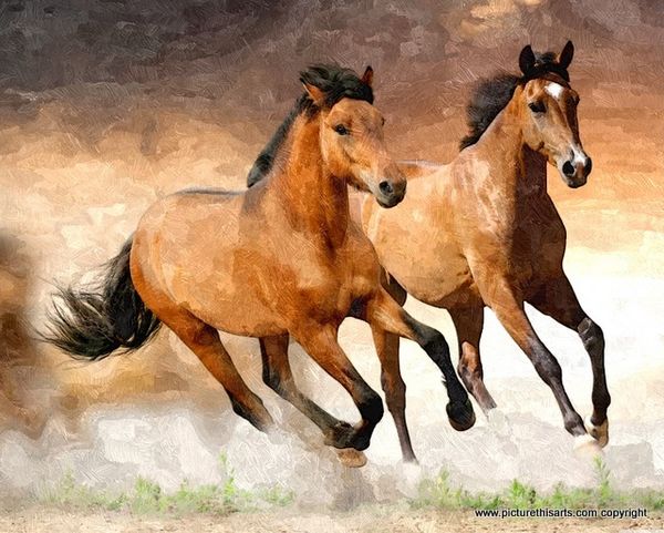 No 48. Wild ponies.