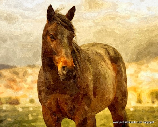 Horses Limited Edition prints
