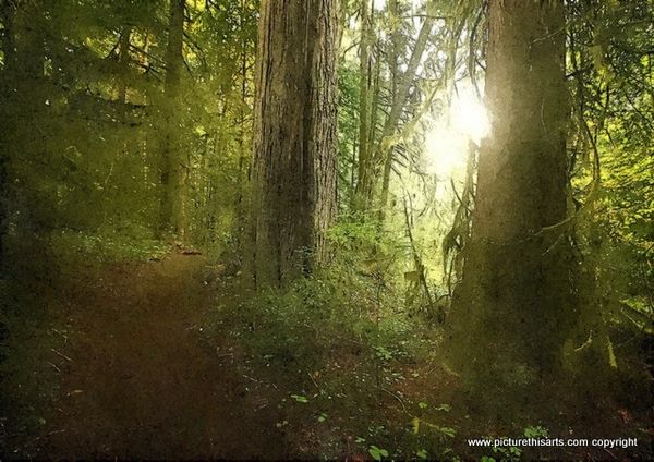 No 9. Light through the trees.