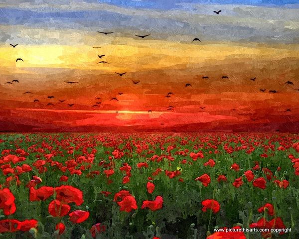No 16. Sunset over the poppy fields France.
