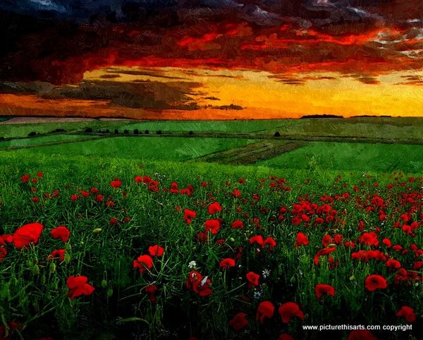 No 26. Storm approaching over the poppy fields.