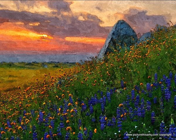 No 34. The sun sett over the wild flowers.
