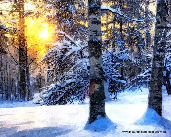 No 49. Winter sun in the pines.