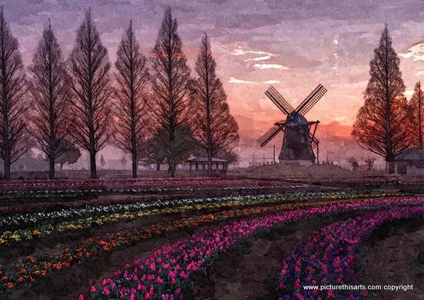 No 54. Early morning bulb fields