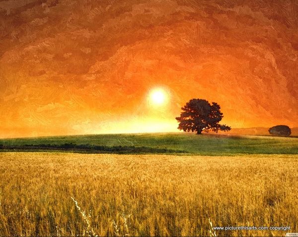 No 57. Harvest sun sett.