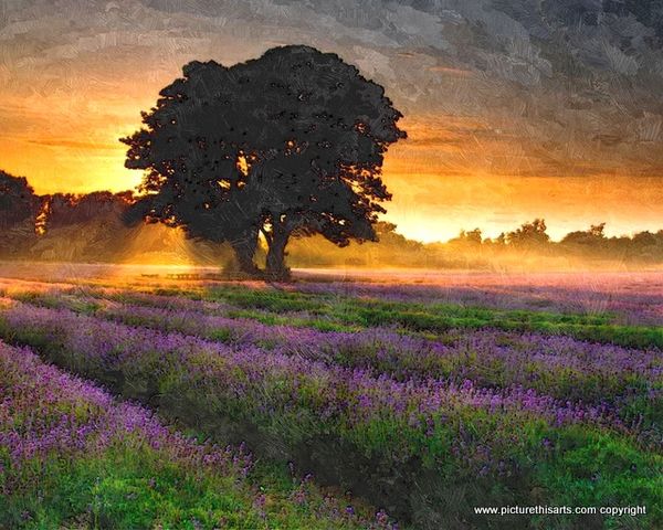 No 58. Night time in the lavender field.