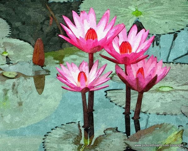 No 43. The Lilly pond.