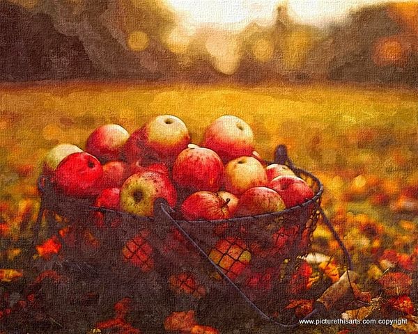 No 50. Apples from the orchard.