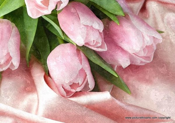No 55. The pink tulips.