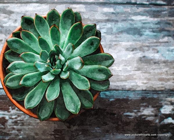 No 80. The succulent plant.