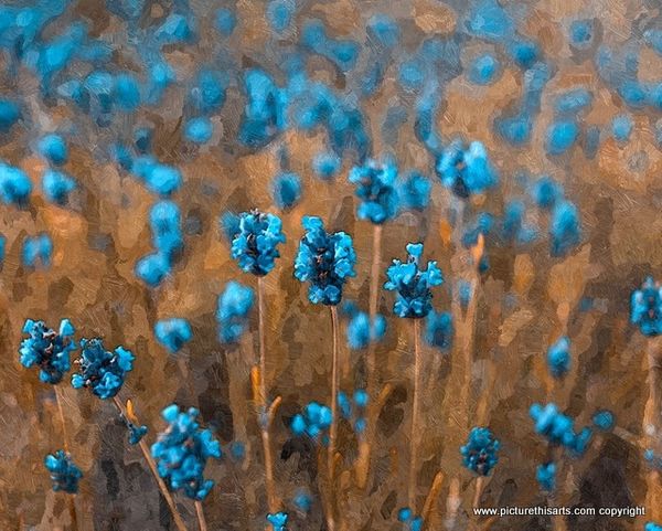 No 81. Blue corn flowers.