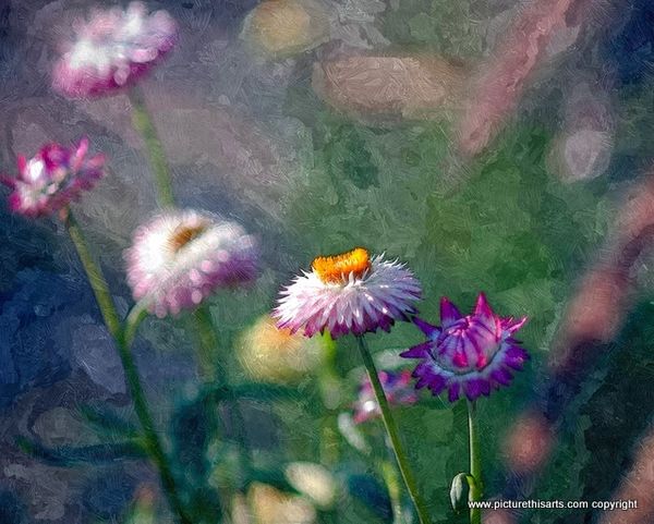 No 82. The wild flowers.