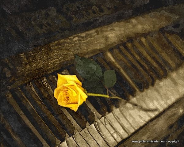 No 83. Yellow rose on old piano.