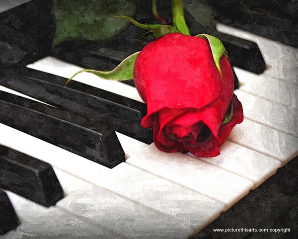 No 84. Red rose on new piano.