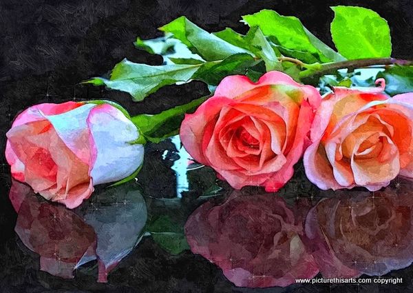 No 88. Reflection of roses.