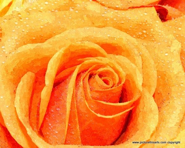 No 90. Orange rose close to the hart.