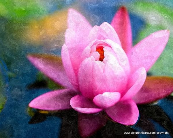No 95. Pink Lilly.