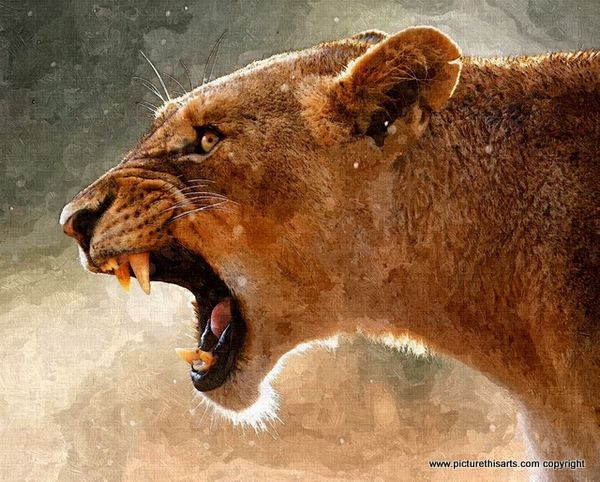 No 33. The Roar. lioness.