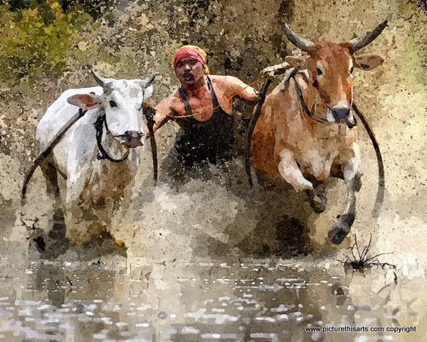 No 4. Buffalo racing.