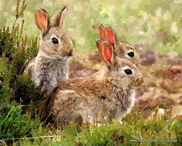 No 12. Family of wild rabbits.