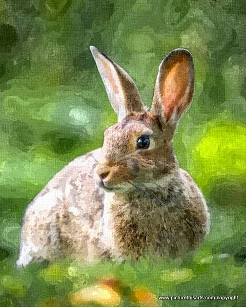 No 13. Young female rabbit.