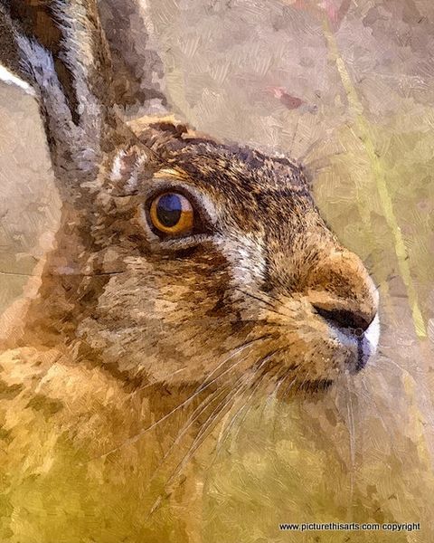 No 15. Hare portrait.